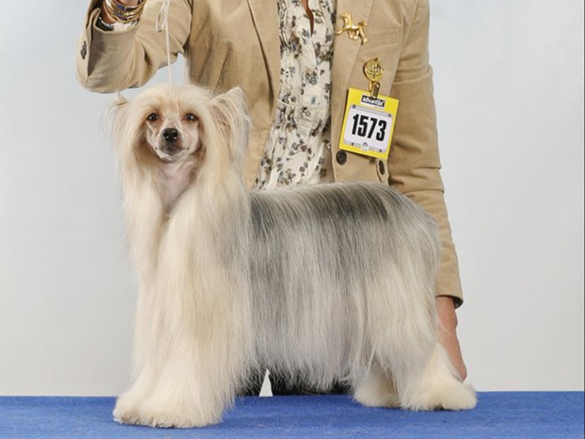 ProPlan 2011