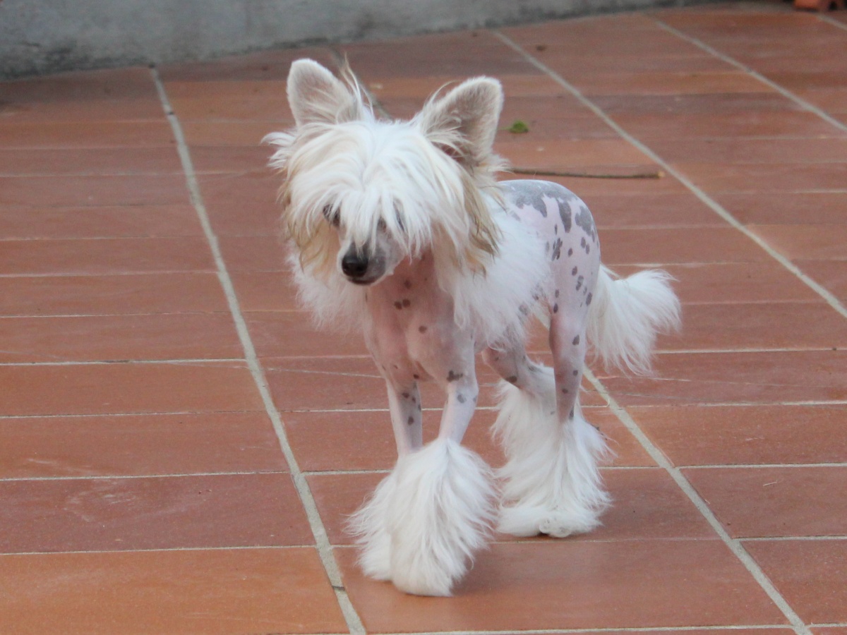 Bijo&ugrave; Tresor