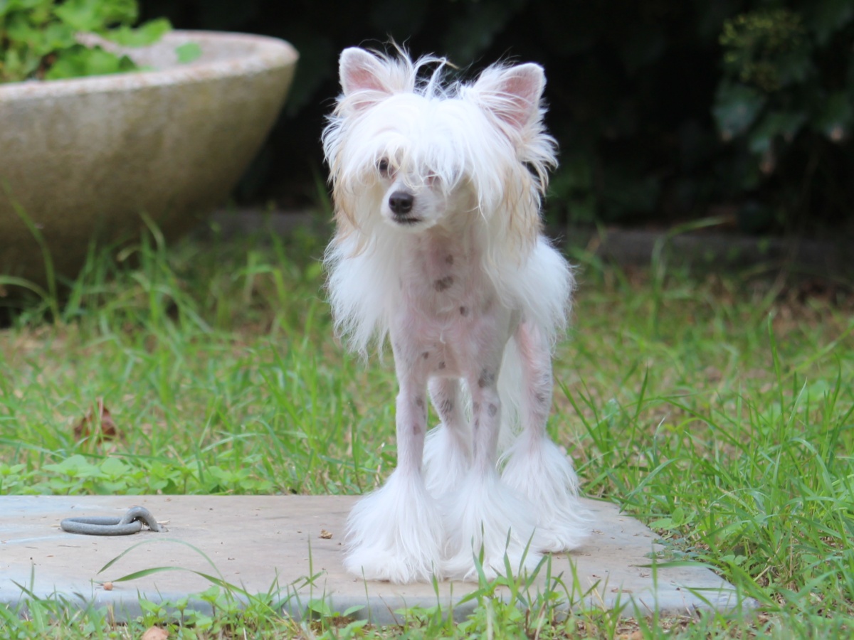 Bijo&ugrave; Tresor