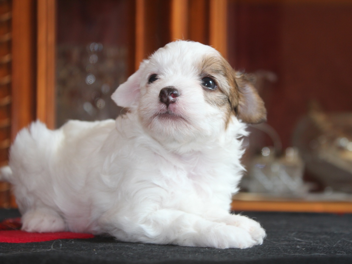 Blanca