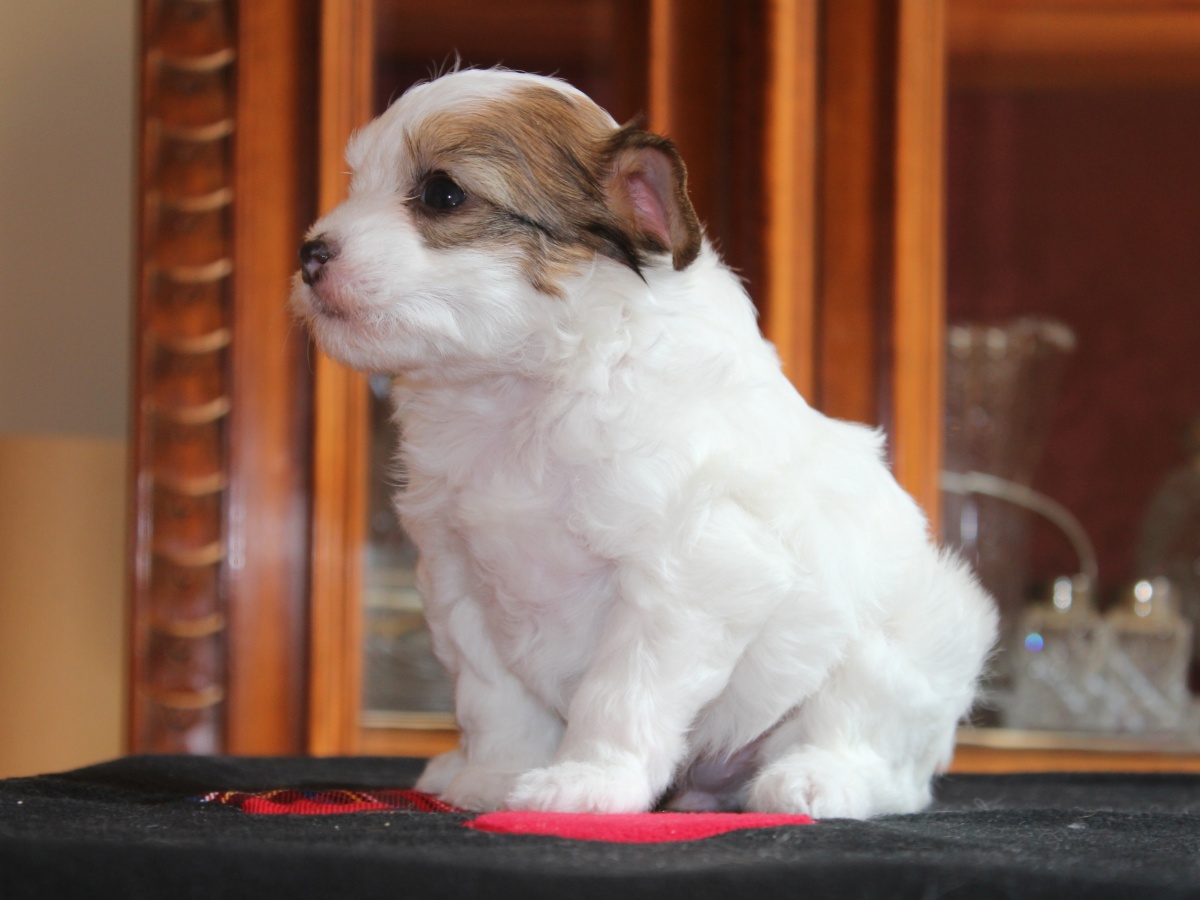 Blanca