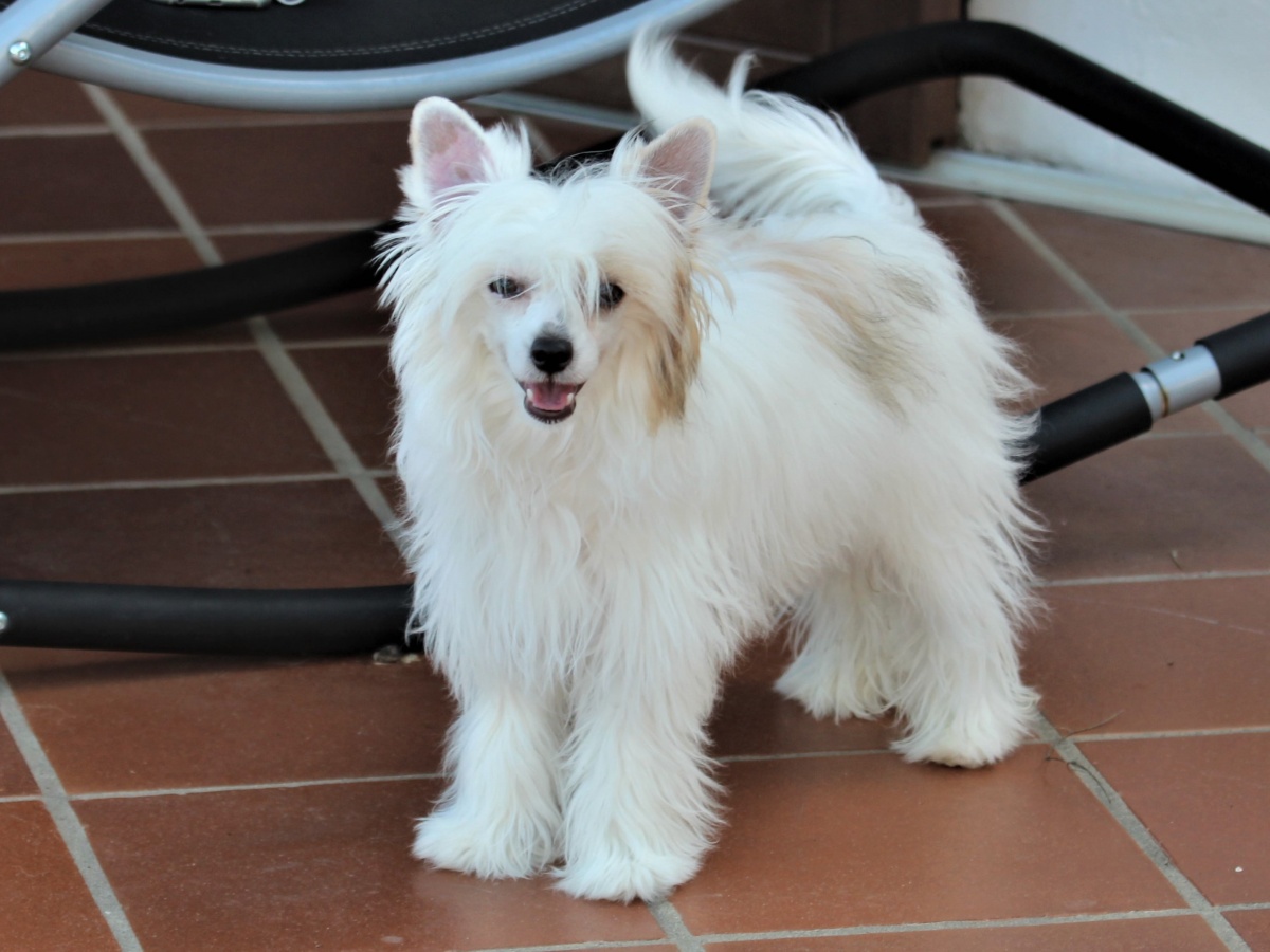 Blanca