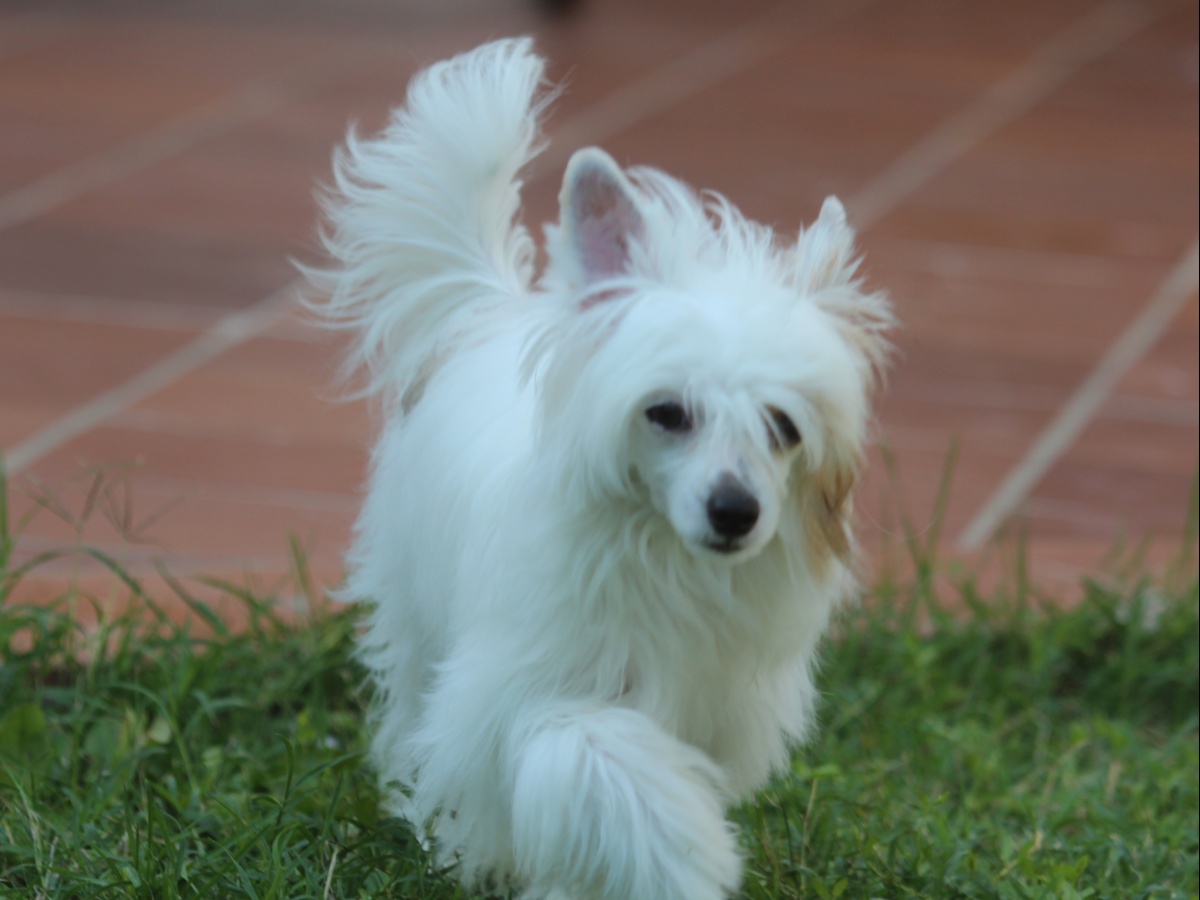 Blanca