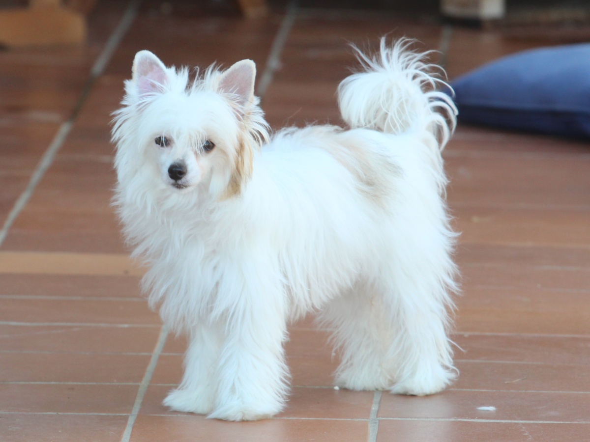 Blanca