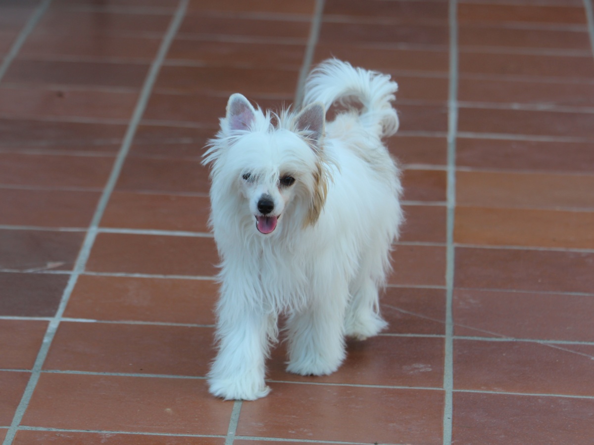 Blanca