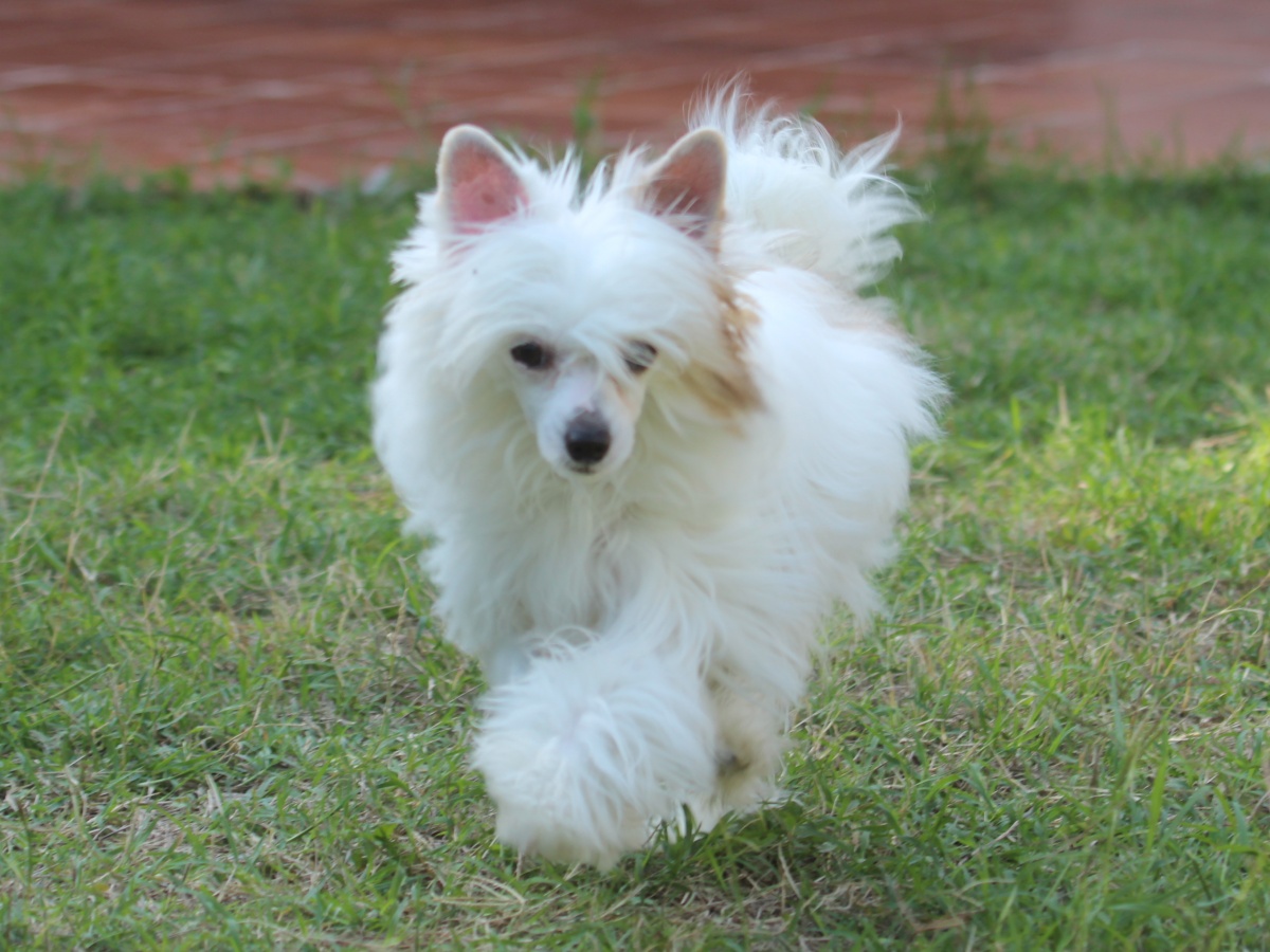 Blanca